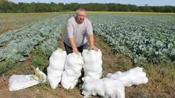 Пётр Матюхин: «Мы выращиваем экологически чистые овощи»