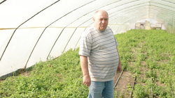 Шебекинский фермер занялся выращиванием мяты и ежевики после получения гранта