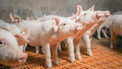 Свиноводческое предприятие признано виновным в нарушении ветеринарных норм