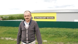 Фермер Игорь Болтенков наладил бизнес по выращиванию чеснока в промышленных масштабах