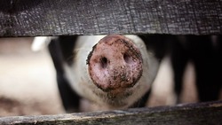 Четыре белгородских производителя свинины вошли в топ-20 крупнейших профильных компаний