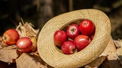 Компания «Агро-Белогорье» удвоит площадь яблоневых садов в регионе