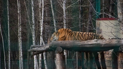 Зоопарк и динопарк откроются в Белгороде не раньше 16 апреля
