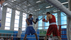 Чемпионат Белгородской области по боксу стартовал в Шебекино
