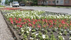 Шебекинские клумбы заиграли яркими красками