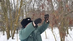 Сбор семян белой акации начался в Шебекинском округе