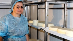 Специалисты делают настоящий итальянский сыр в Шебекинском районе