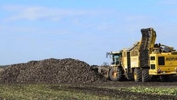 Вячеслав Гладков: белгородские аграрии завершили уборку сахарной свёклы
