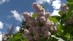Белгородцы смогут насладиться цветением сотен тысяч цветов и кустарников уже в июле