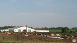 Доярки Красненской фермы намерены надоить за год по 6 тыс. килограммов молока от коровы