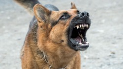 Агрессивная собака напала на ребёнка в Шебекино