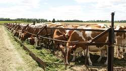 Шебекинские животноводы смогли выйти на показатель в 20 килограммов молока с коровы