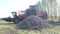 Борьба за сладкие корни развернулась на полях компании «Русагро-Инвест»