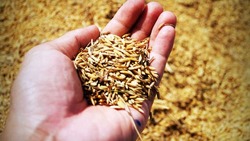 Белгородские аграрии собрали более 3,7 млн тонн зерновых и зернобобовых культур