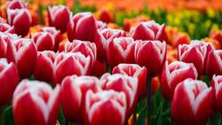 Белгородские власти сообщили о посадке более 2 млн луковиц тюльпанов к весеннему фестивалю