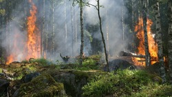 Белгородские спасатели зарегистрировали 335 случаев горения травы с конца февраля