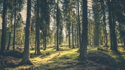 Управление лесами Белгородской области намерено создать парк коптеров для патрулирования