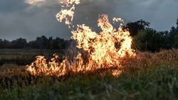 Глава Минприроды РФ прокомментировал заявление Рослесхоза о лесных пожарах в Рязанской области 