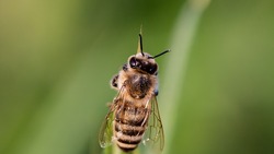Белгородцы планируют обратиться в суд для возмещения убытка из‑за массовой гибели пчёл