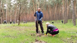 Шебекинские единороссы посадили деревья в городском парке 