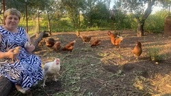 Жительница села Нежеголь Шебекинского округа организовала птицеводческое хозяйство