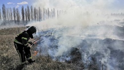 Пройденная огнём площадь за один день составила свыше 7 га в Белгородской области