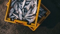 Минсельхоз напомнил рыбакам о нормах вылова рыбы