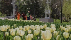 Белгородцы смогут посетить фестиваль тюльпанов «Река в цвету» уже в эти выходные