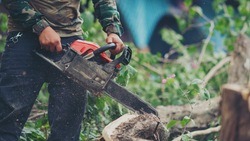 Власти Шебекинского горокруга прокомментировали вырубку деревьев в селе Стрелица-Вторая