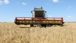 Уборочная кампания набрала обороты в шебекинском сельхозкооперативе «Новая Заря»