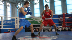 Чемпионат Белгородской области по боксу завершился в Шебекино