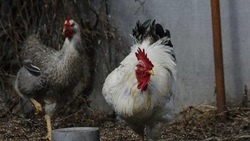 Эксперты рассказали о необходимых мерах профилактики птичьего гриппа в Белгородской области