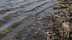 Власти Шебекинского горокруга рассказали о плановых работах по очистке местного водоёма