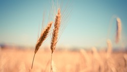 Аграрии Белгородской области собрали рекордный урожай ранних зерновых культур