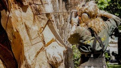 Глава Шебекинского горокруга прокомментировал вырубку деревьев в Нежеголи