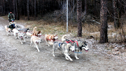 Собаки породы хаски стали популярными в Шебекине