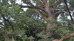 Шебекинский дуб вошёл в число претендентов на звание «Российское дерево года»